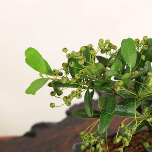 Amazon | 小品盆栽：ピラカンサ(トキワサンザシ)*国産木の葉鉢bonsai